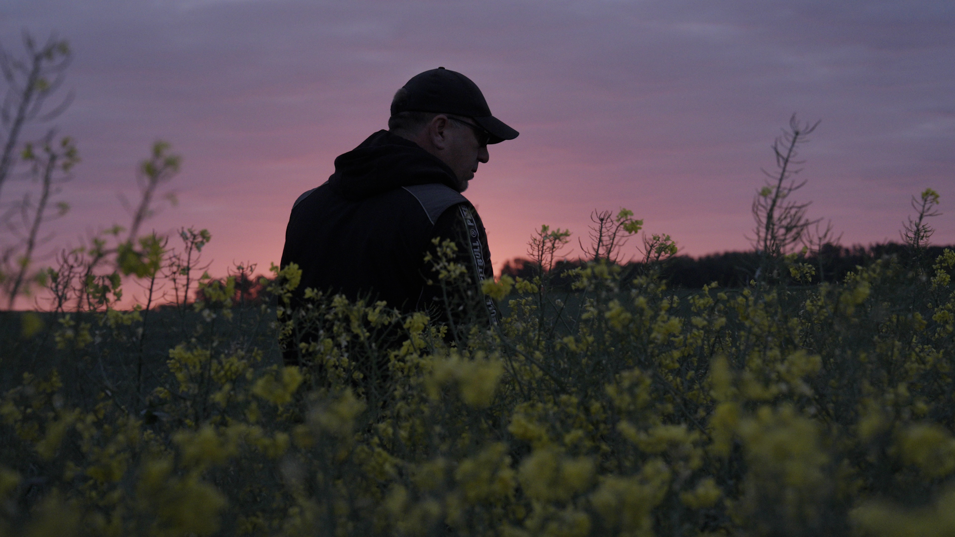 Farmers of Europe - rolnictwo regeneratywne przy uprawie rzepaku